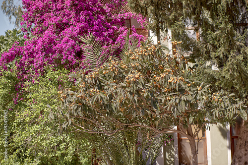 Fototapeta Naklejka Na Ścianę i Meble -  Blooming bougainvillea flower. Magenta bougainvillea flowers. Bougainvillea flowers as a background