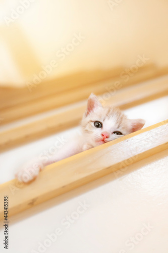 playful kitten sleeping on the stairs