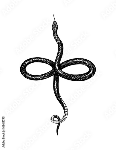 Eastern racer or Coluber constrictor. Nonvenomous snake. Common garter. Reptilia illustration. Engraved hand drawn in old sketch, vintage style for sticker and tattoo.