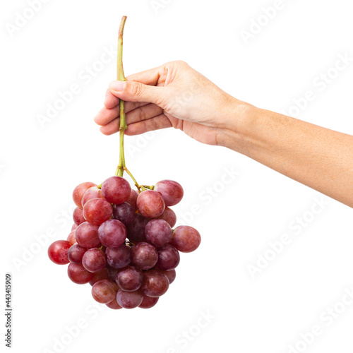 Female hand holding a bunch of red grapes isolate on white background