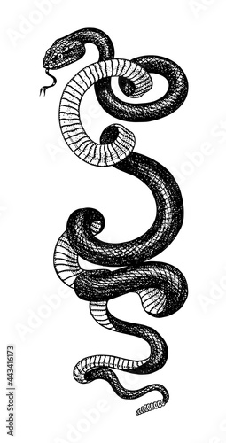 Pit viper. Crotaline snake or pit adders. Venomous Reptilia illustration. Engraved hand drawn in old sketch, vintage style for sticker and tattoo.