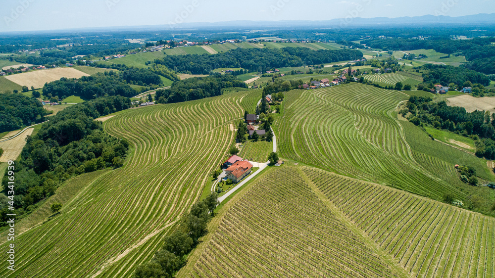 Dron view of vinyards in Slovenia