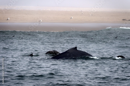 Humpback whale. near Walvis bay, Namibia.