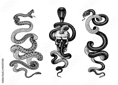 Snake in the skull. Indian cobra. Pit viper. Spectacled or Asian or binocellate. Venomous Reptilia illustration. Crotaline or adders. Engraved hand drawn in old sketch, vintage tattoo style 