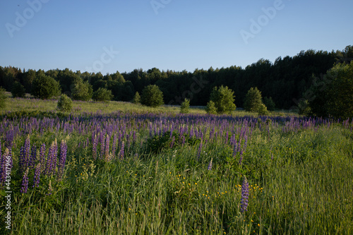 field with purple flowers in the evening © Katsiarina