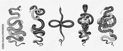Fotografie, Obraz Set of snakes