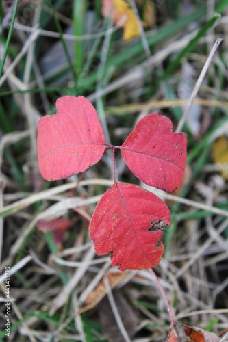 Bright red poison ivy plant displaying the fall colors while growing in the meadow. photo