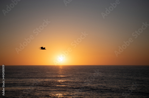 early morning sunrise over sea. ocean sunset on sea water with sunset sky and silhouette of seagull