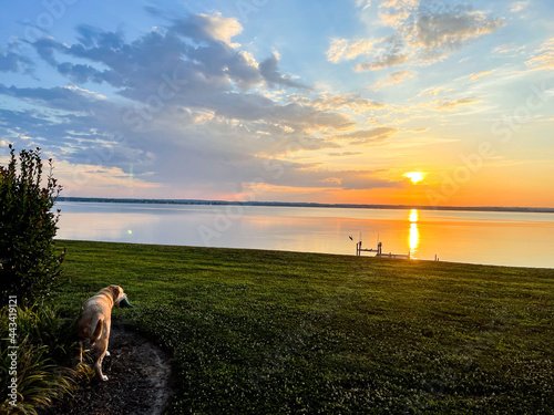 A Yellow Labrador Retriever enjoys the sunrise across the Rappahannock River in Tappahannock, Virginia.