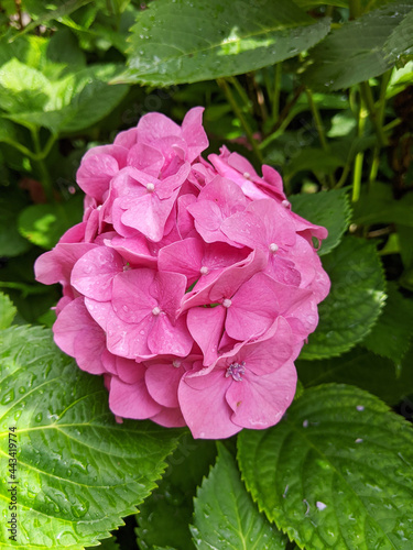 Pink hydrangea hortensia closeup in green garden