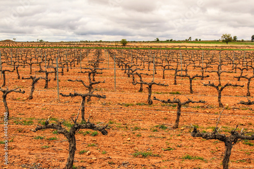 Landscape of vineyards under gray sky in Castilla la Mancha
