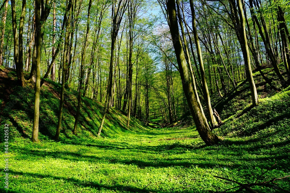 Leśny wąwóz wiosną soczysta zieleń - obrazy, fototapety, plakaty 