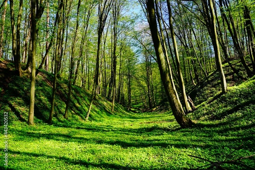 Leśny wąwóz wiosną soczysta zieleń