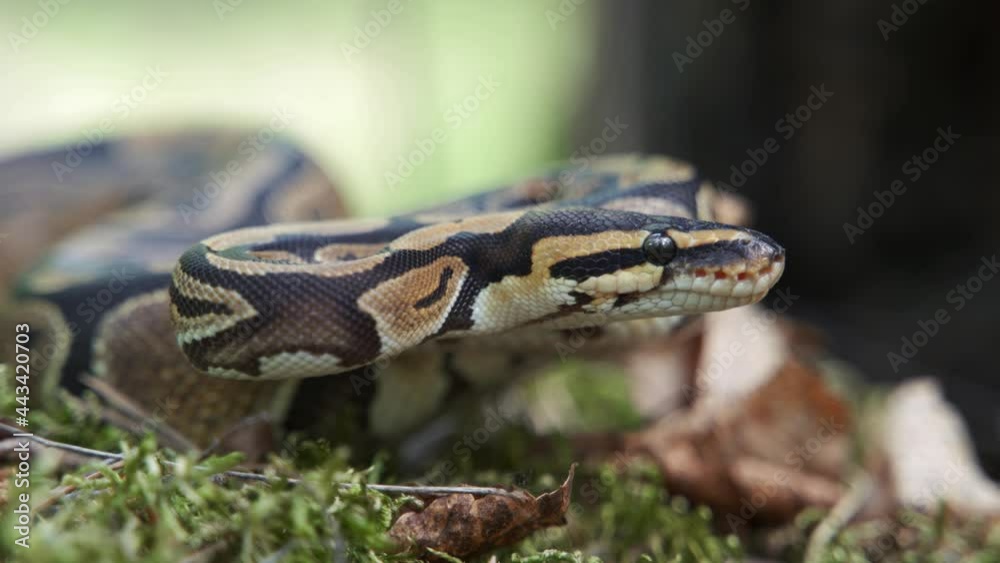 The boa constrictor slowly raises its head in close-up. The snake lies in the grass. Blurred background, 4K UHD. The boa constrictor slowly raises its head in close-up. The snake lies in the grass. Blurred background, 4K UHD.