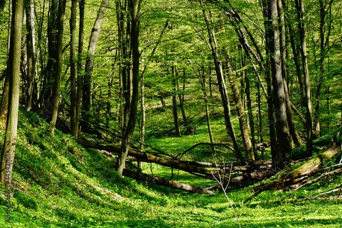 Soczyście zielony leśny wąwóz