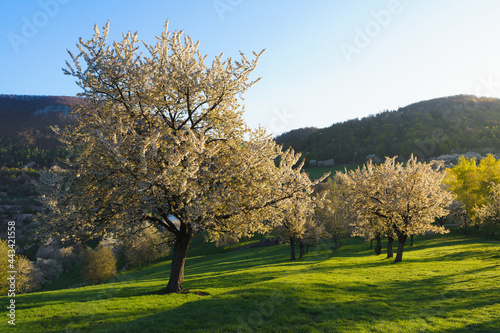 The cherry blossom sunset scene in a lovely village's orchard called Brdárka, Slovakia, Europe