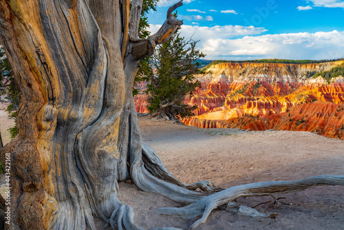 Bristlecone Pine and  Cedar Breaks