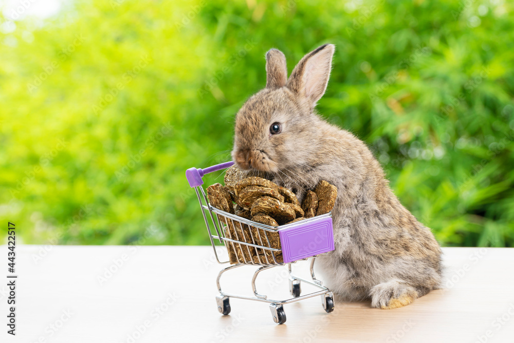 Easter holiday bunny animal and shopping online concept. Adorable baby  rabbit brown pushing green shopping basket cart with cookie carrot while  standing over green nature background. Stock Photo | Adobe Stock