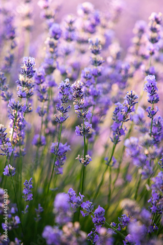 Beautiful lavender field at sunrise. Purple flower background. Blossom violet aromatic plants.