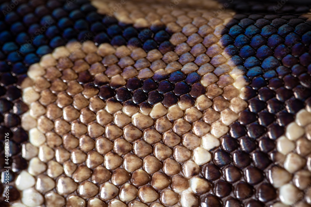Royal Python (Python regius) Studio Photography Royal Python (Python regius) Studio Photography