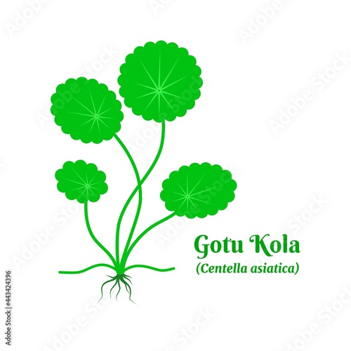 Vector illustration, Gotu kola or Asiatic pennywort (Centella asiatica), medicinal plant in ayurvedic medicine.