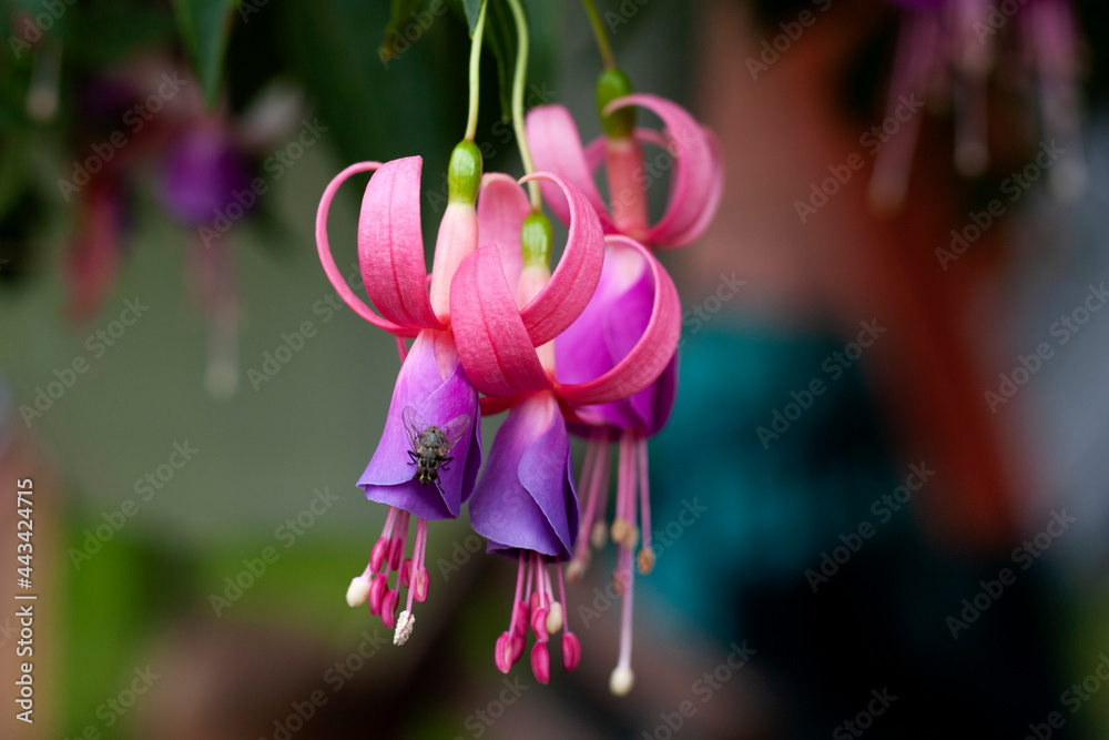 Close-up of the colorful fuchsia flowers