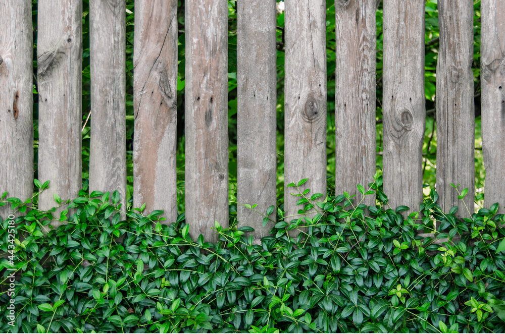 Aged wooden fence with greenery. Backgrounds Aged wooden fence with greenery. Backgrounds
