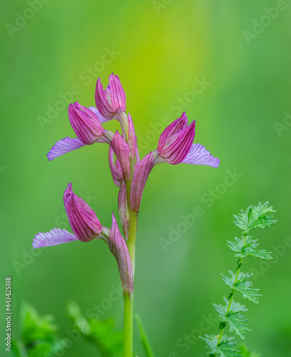 Serapias vomeracea. The wild nature of Bulgaria.