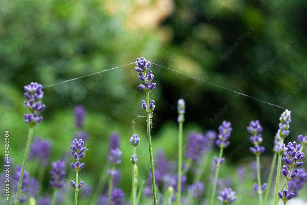 Cobweb on lavender flowers among greenery