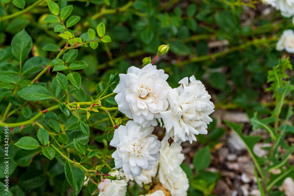 Weiß blühende Rosen Weiß blühende Rosen