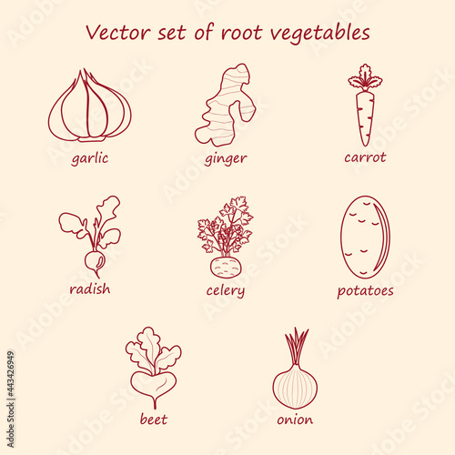 Vector set of root vegetables. Collection of icons garlic, ginger, carrot, radish, celery, potatoes, beets, onions.