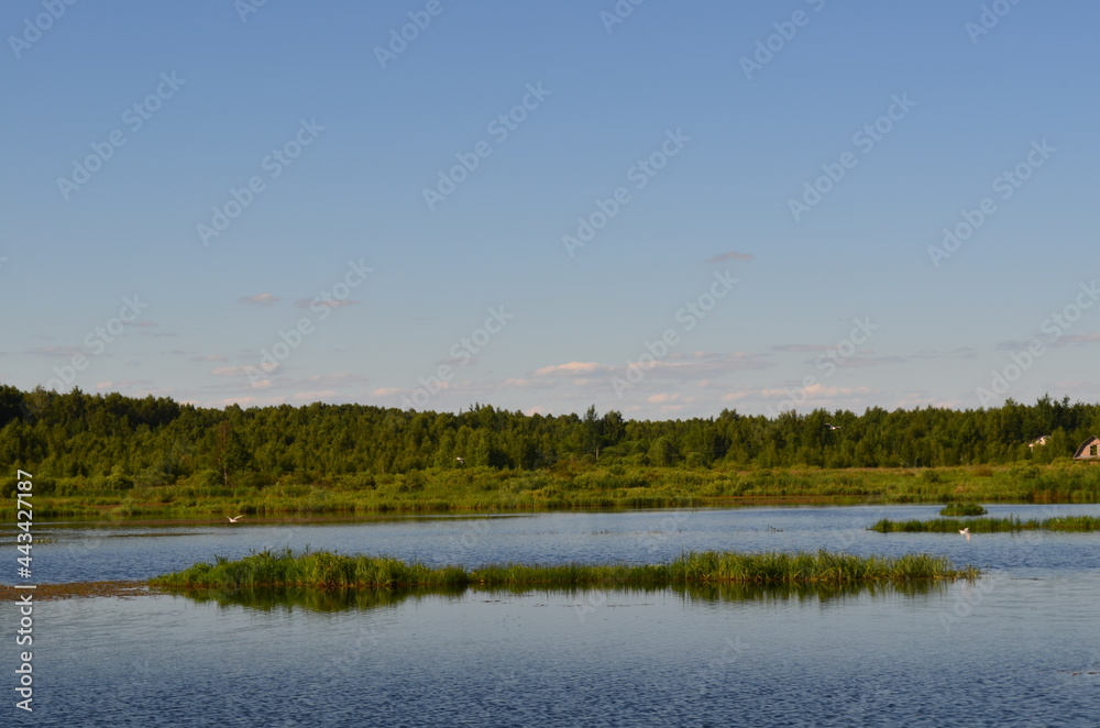 lake in the forest