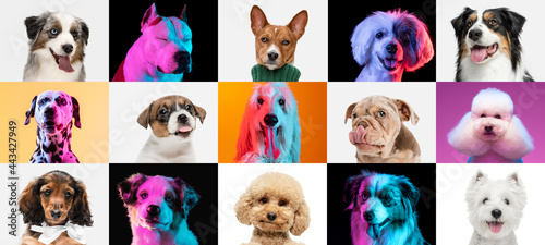 Fototapeta Naklejka Na Ścianę i Meble -  Art collage made of funny dogs different breeds on multicolored studio background in neon light