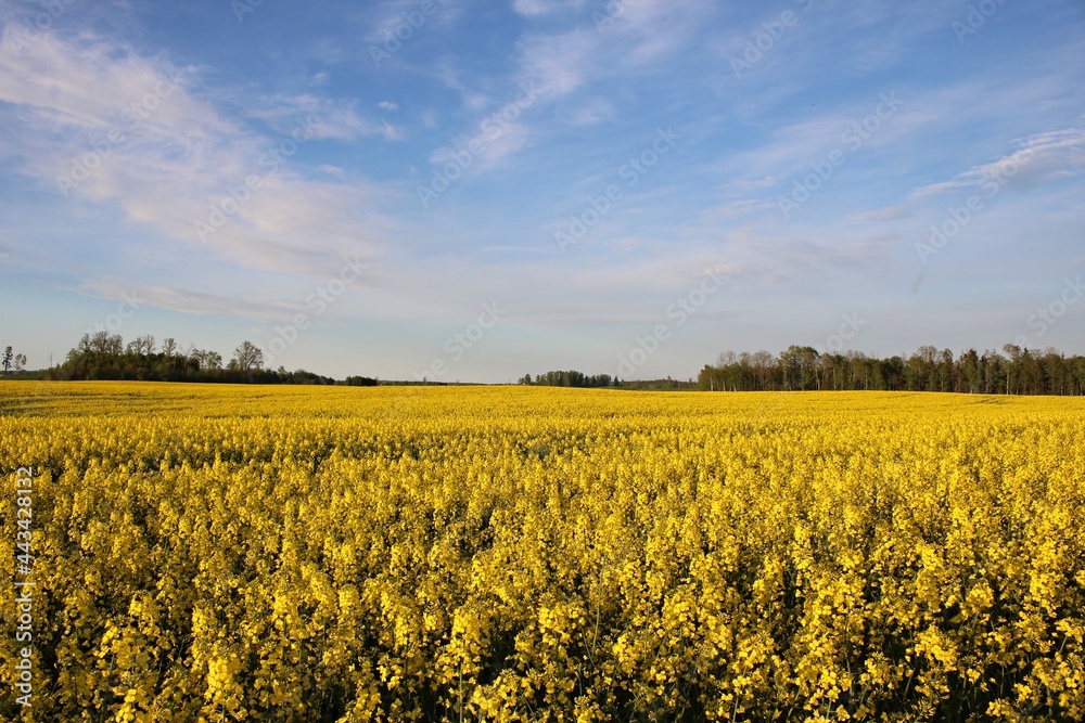 Beautiful endless rapeseed fields blooming with bright yellow flowers in May days