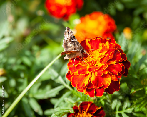 The butterfly 