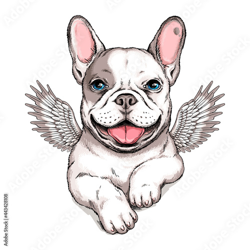 Cute french bulldog puppy with angel wings. Vector illustration in hand-drawn style. Stylish image for printing on any surface photo