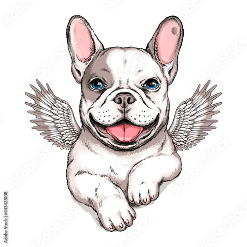 Cute french bulldog puppy with angel wings. Vector illustration in hand-drawn style. Stylish image for printing on any surface