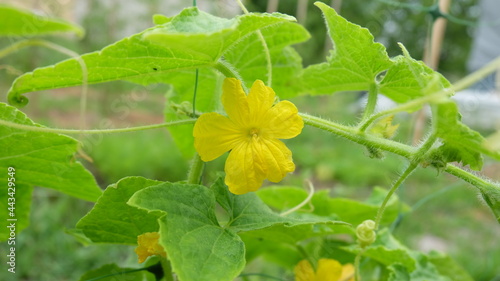 Cucumber, Cucumber flower, Yellow flower, Cucumis sativus