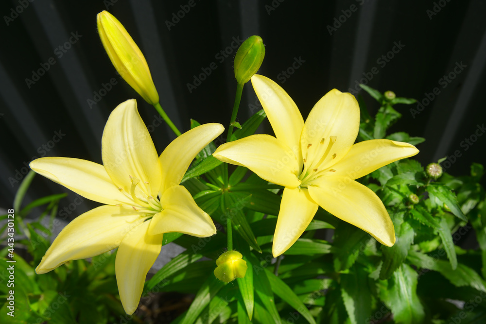Beautiful Lily flower on green leaves background.