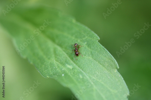 tetramorium immigrans ant macro photo