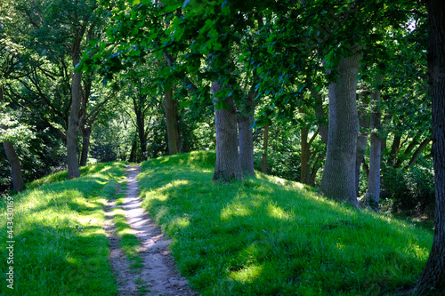 Wanderweg unter Eichen im Hochsommer