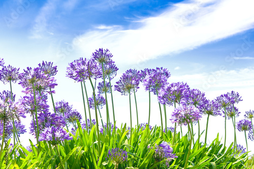 Картината върху платно Purple-blue agapanthus flowers in full bloom on a sunny day against blue sky, br