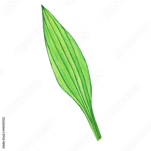 Leaf of Plantain lanceolata isolated on white background. Watercolor hand drawing illustration. Tuft ribwort or english plantago herbal plant.