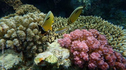 Blacktail butterflyfish or black-tailed butterflyfish or exquisite butterflyfish (Chaetodon austriacus) undersea, Red Sea, Egypt, Sharm El Sheikh, Nabq Bay photo