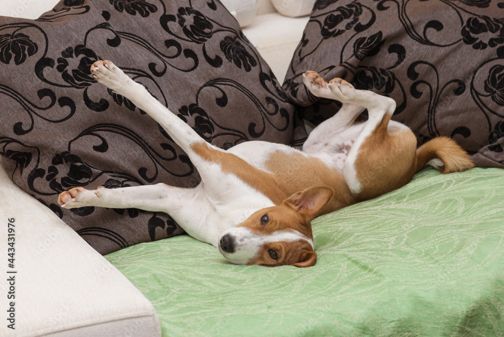 Obraz premium Cute Basenji stretch itself while lying on a human sofa in siesta time