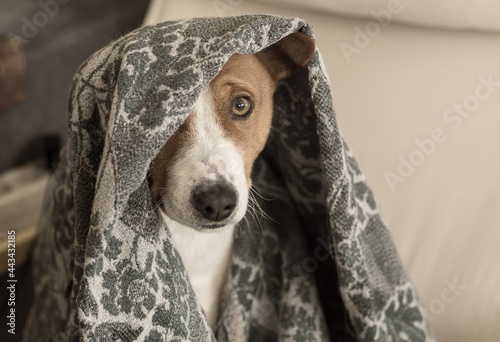Photography Indoor portrait of basenji dog hiding under coverlet while playing in hide and s