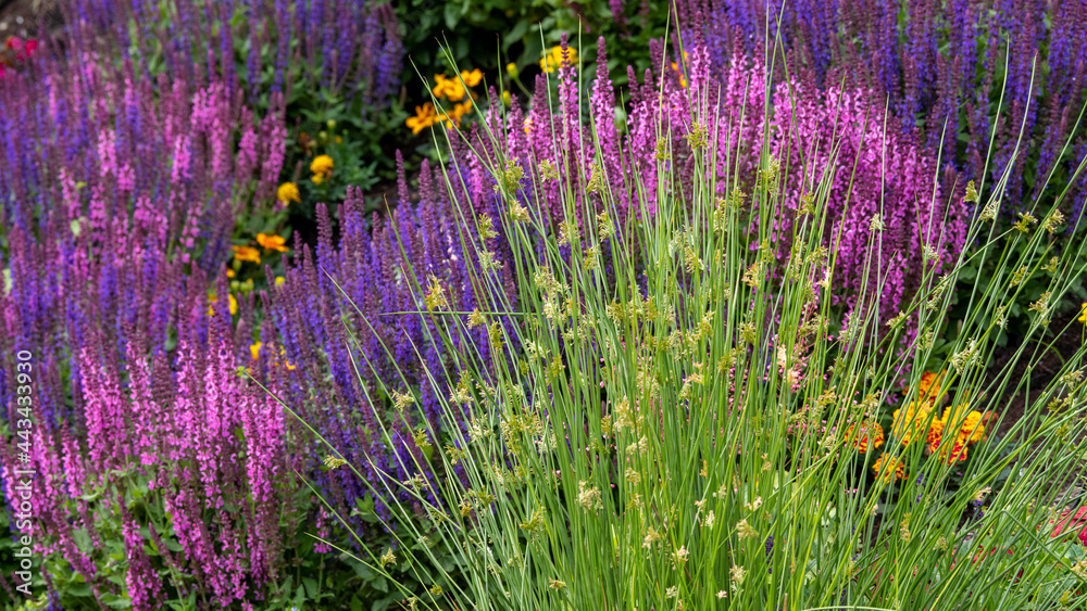 Bunte Beetbepflanzung im Garten Gartensalbei und Gräser foto de Stock