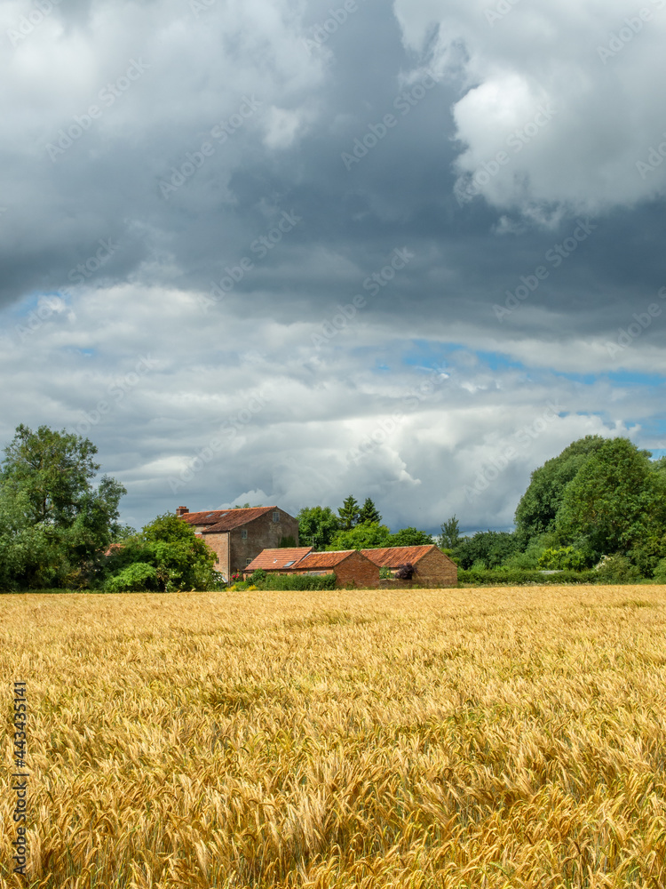 Golden field and red brick buildings