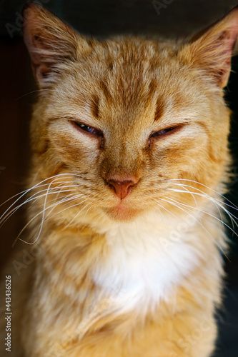 A close-up portrait of red street homeless cat on dark background