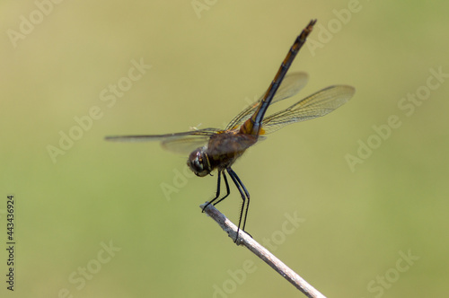 Dragonfly © Jos